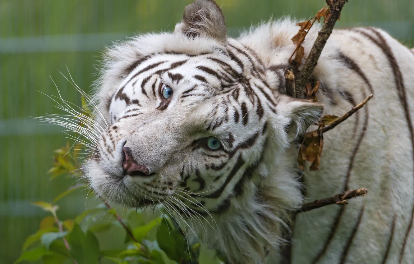 Photo wallpaper cat, look, face, blue eyes, white tiger, ©Tambako The Jaguar