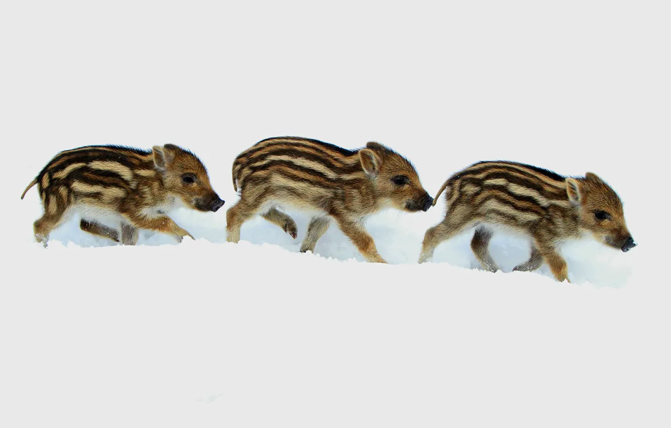 Photo wallpaper winter, snow, Germany, hog, wild pig, pig