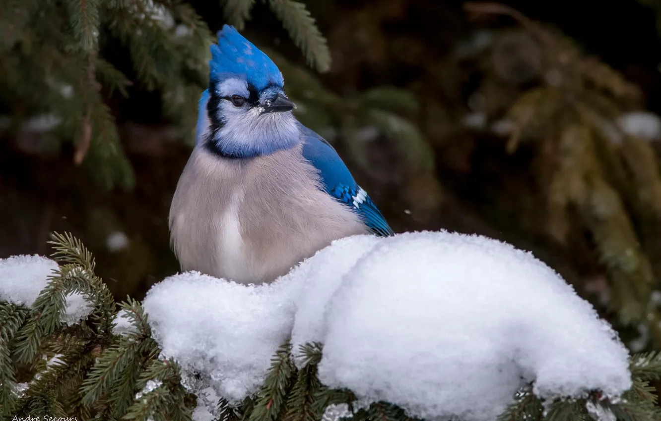 Photo wallpaper snow, bird, Blue Jay