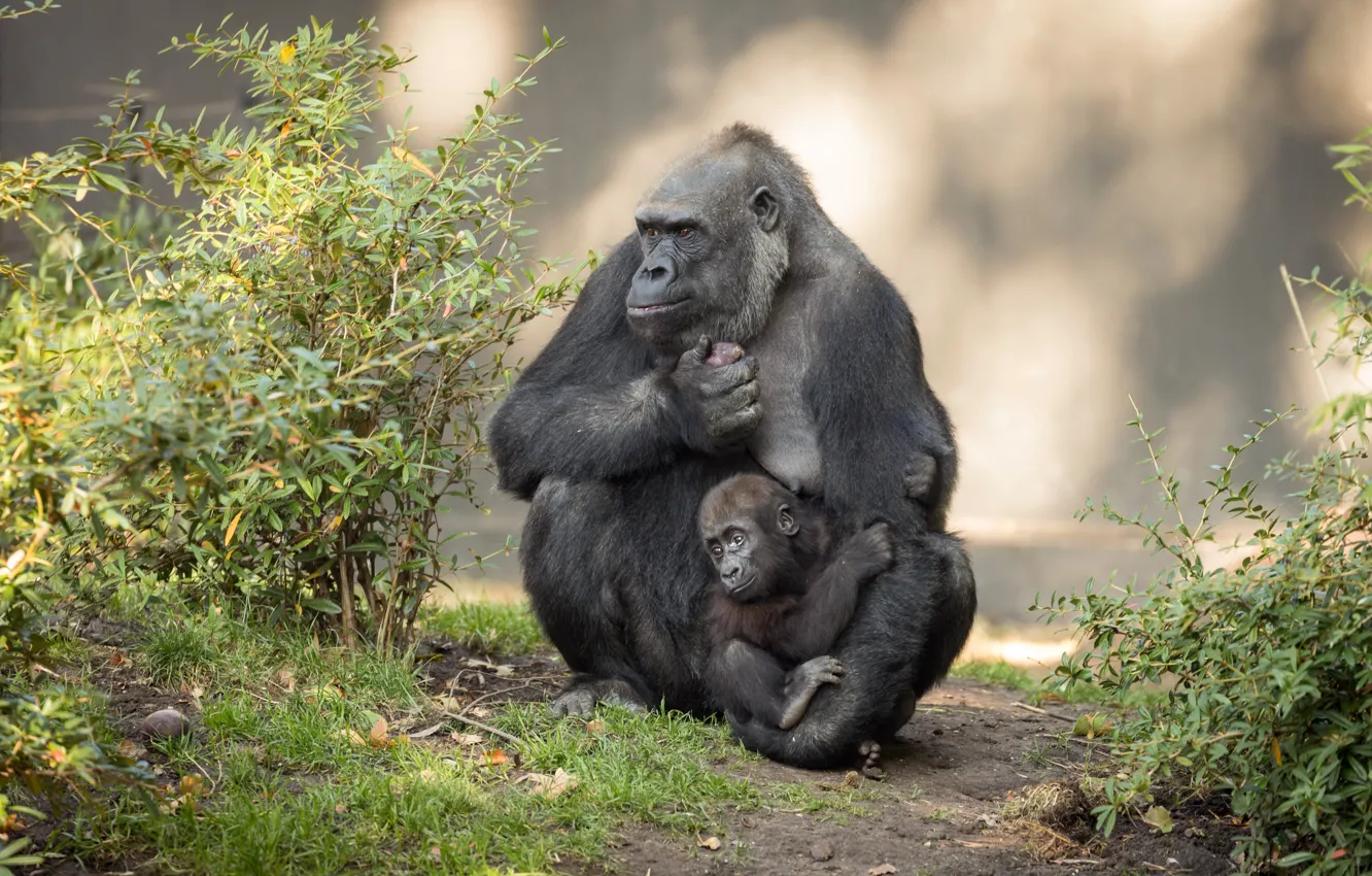 Photo wallpaper nature, monkey, gorilla