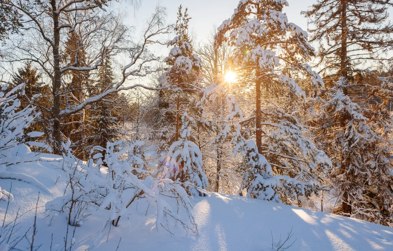 Photo wallpaper winter, forest, the sun, sunset, the snow, Sunny, the snow, Saint Petersburg