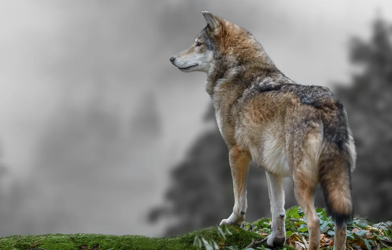 Photo wallpaper nature, Gray Wolf, face, animal, wolf, canis lupus, wildlife, head