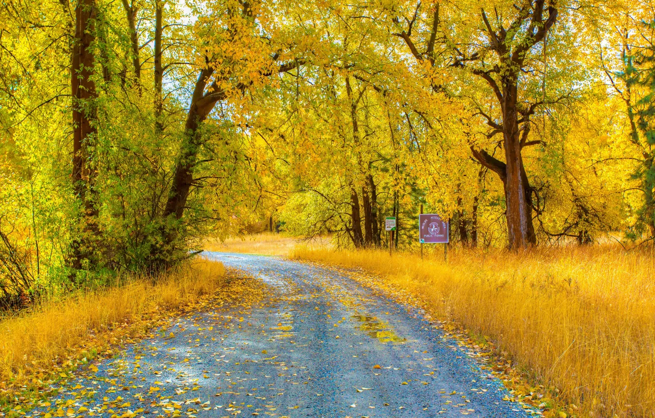 Photo wallpaper road, autumn, forest, grass, leaves, trees, branches, yellow