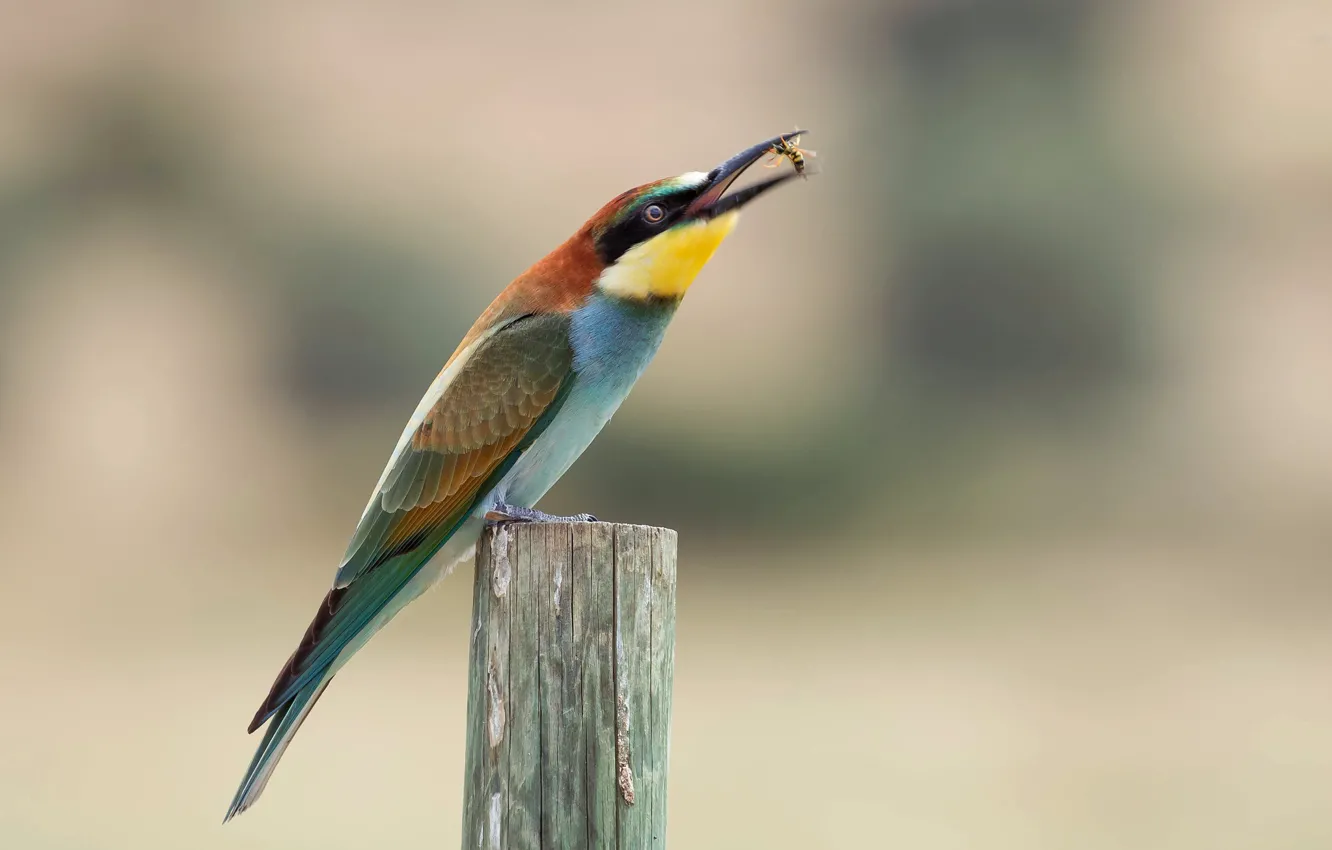 Photo wallpaper background, bird, stump, Shura