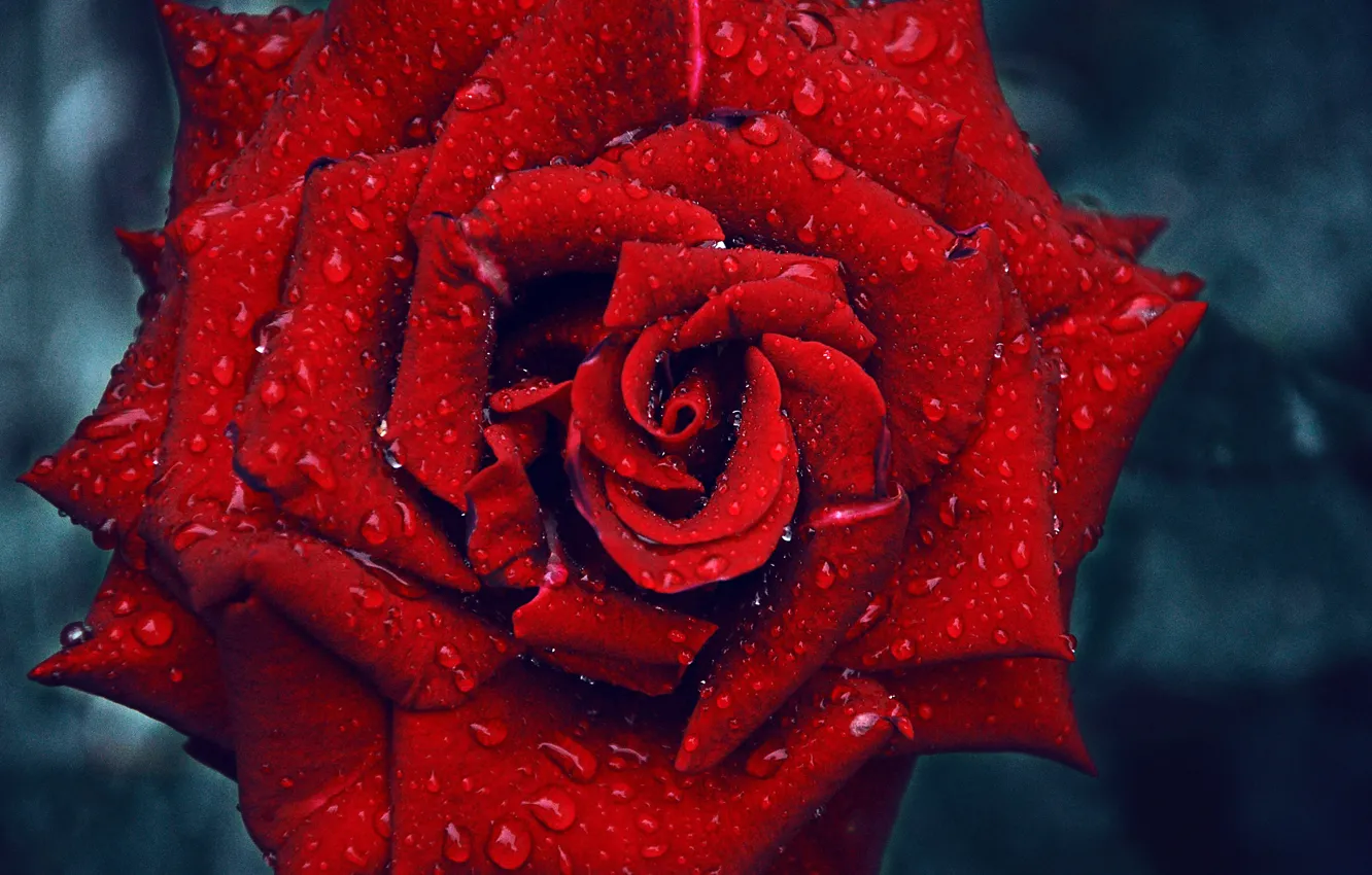 Photo wallpaper drops, red rose, drops, Red rose