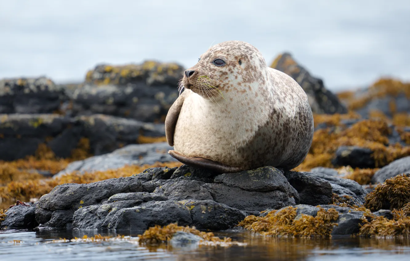 Photo wallpaper seal, rocks, looking