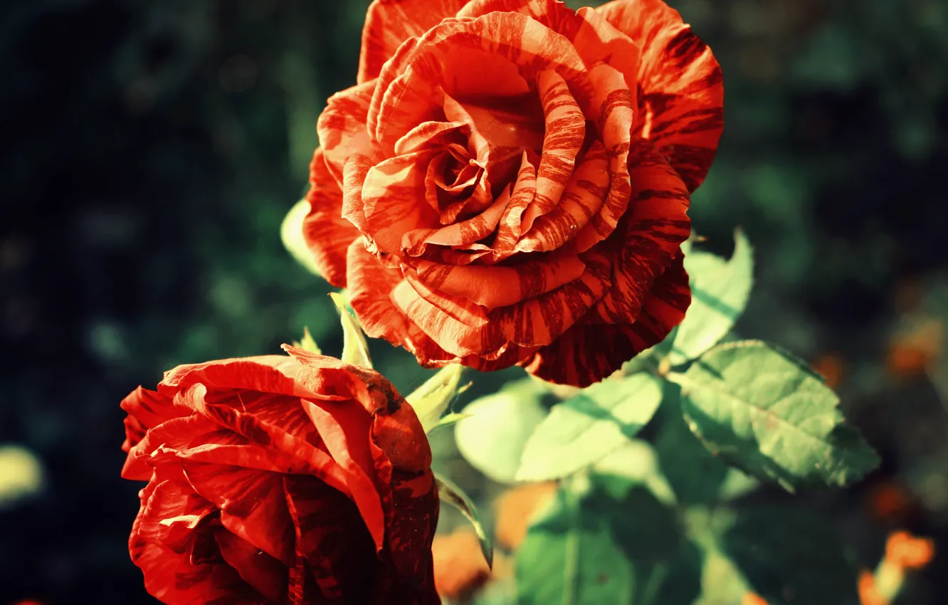 Photo wallpaper flower, red, nature, rose, beauty, red, rose, flower