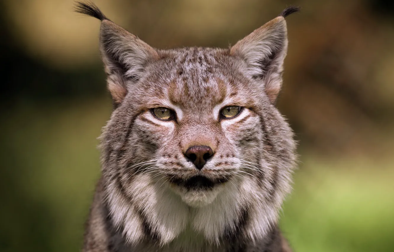 Photo wallpaper look, face, nature, background, portrait, lynx, wild cat, young