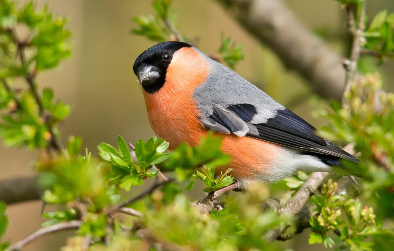 Photo wallpaper branches, bird, bullfinch