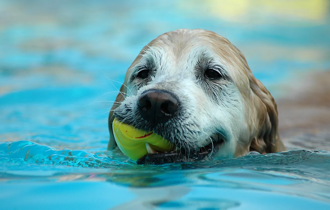 Photo wallpaper water, sheet, dog, floats