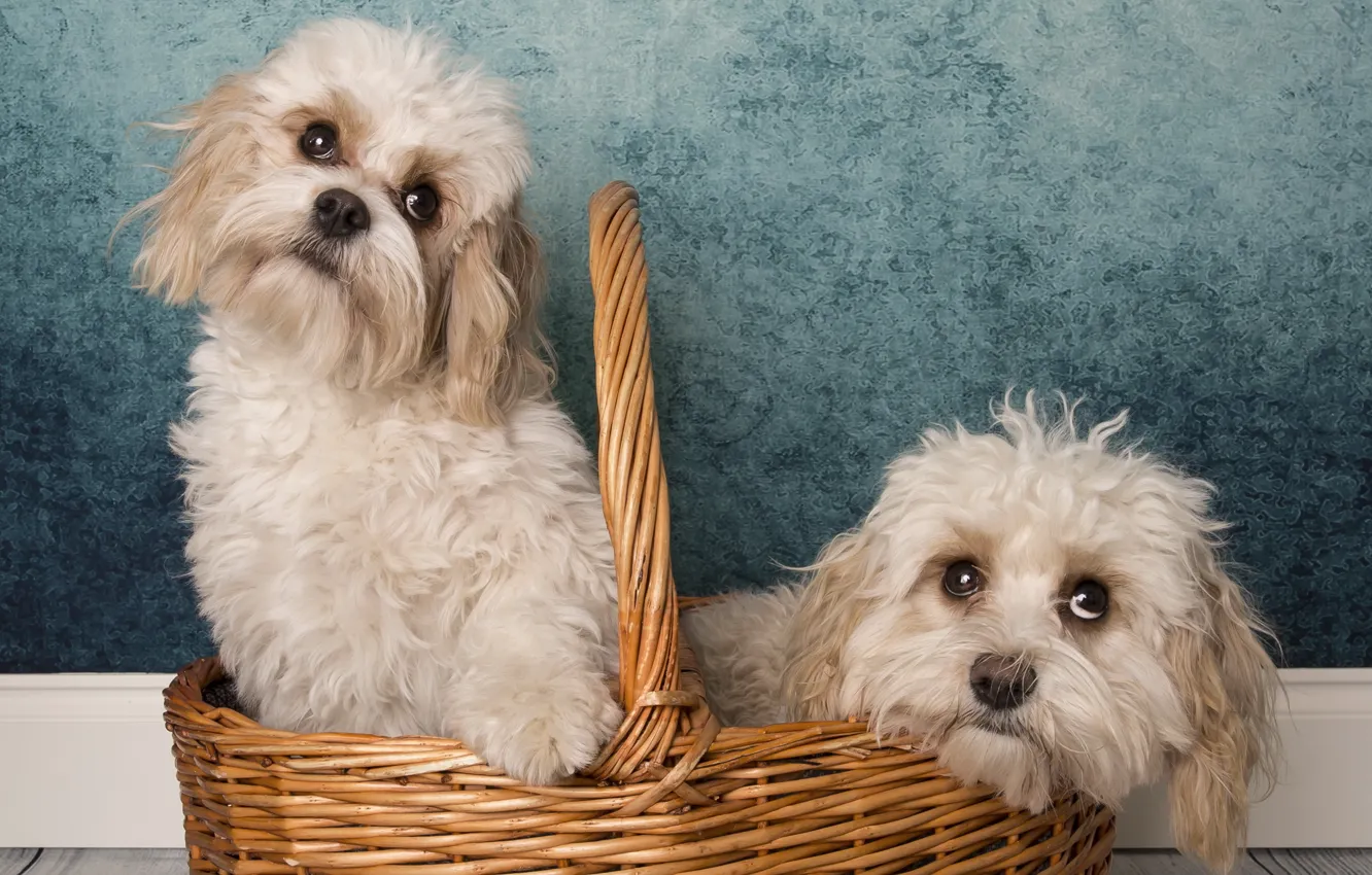 Photo wallpaper dogs, background, basket