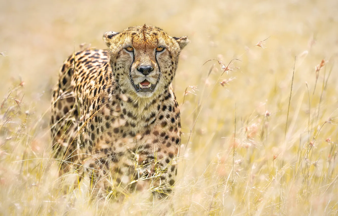 Photo wallpaper grass, the sun, nature, predator, Cheetah, bokeh