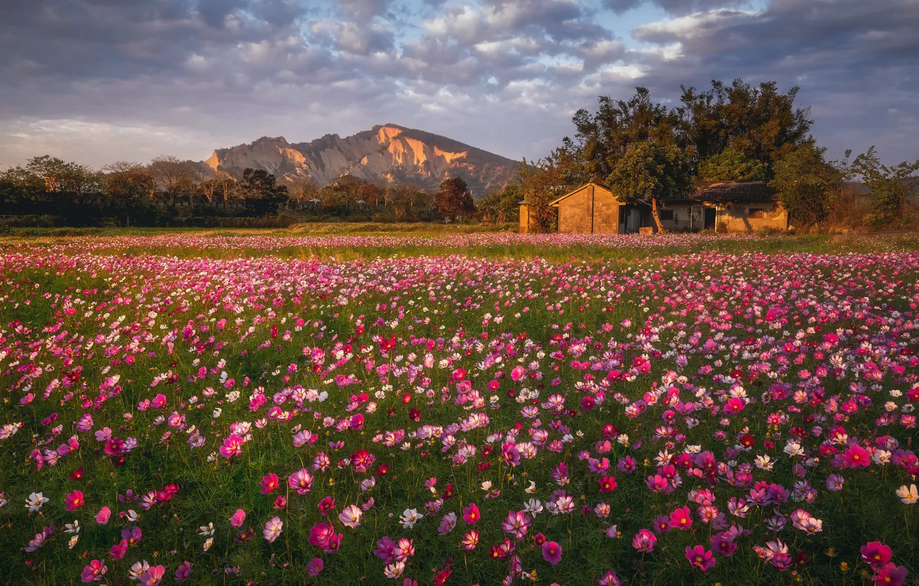 Photo wallpaper field, clouds, flowers, mountains, house, pink, cosmos