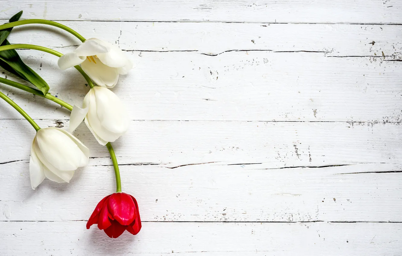 Photo wallpaper flowers, tulips, red, white, white, wood, flowers, tulips