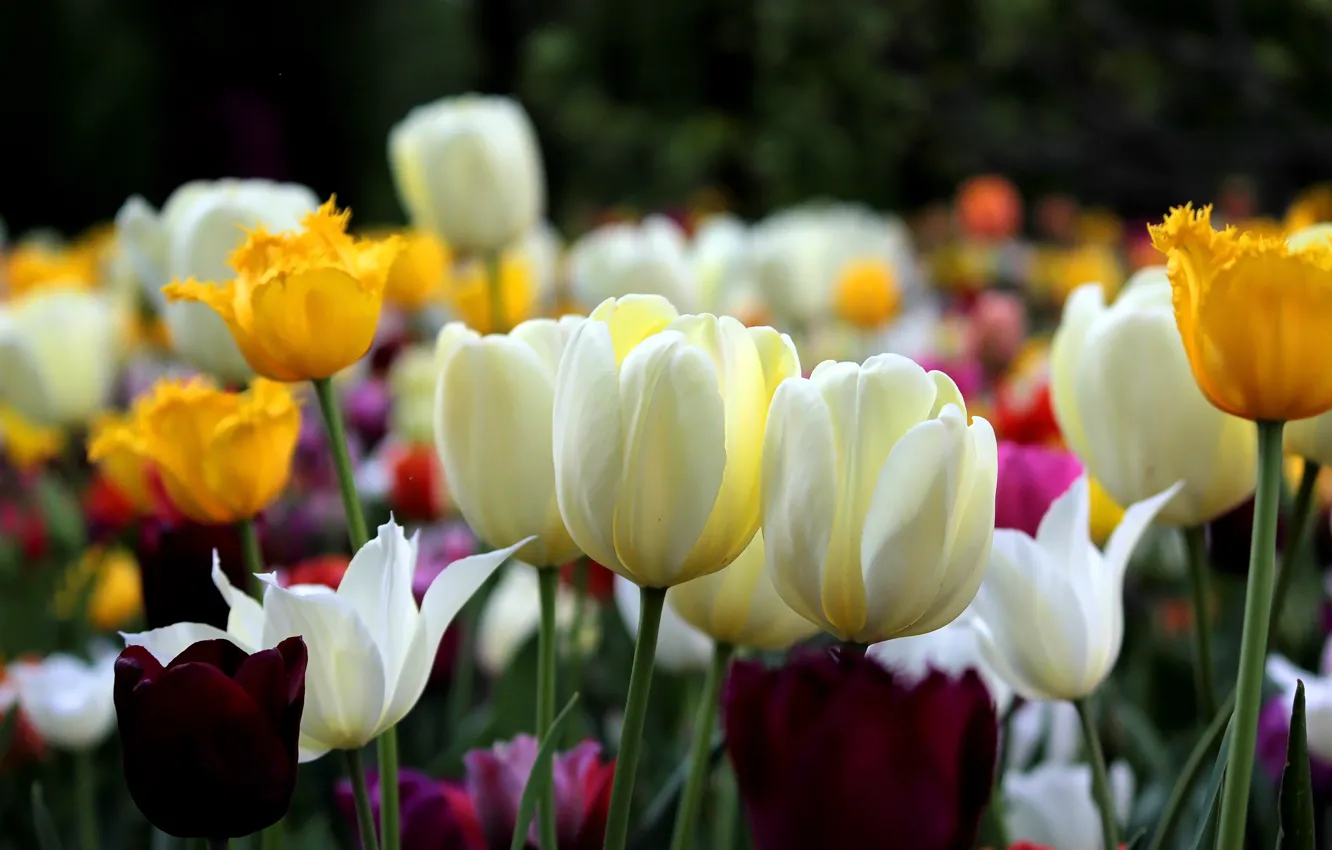 Photo wallpaper spring, tulips, tulips, spring, white tulips, white tulips