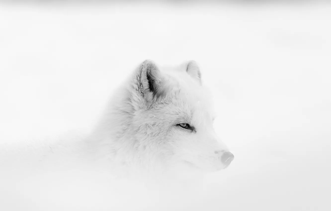 Photo wallpaper fox, winter, fog