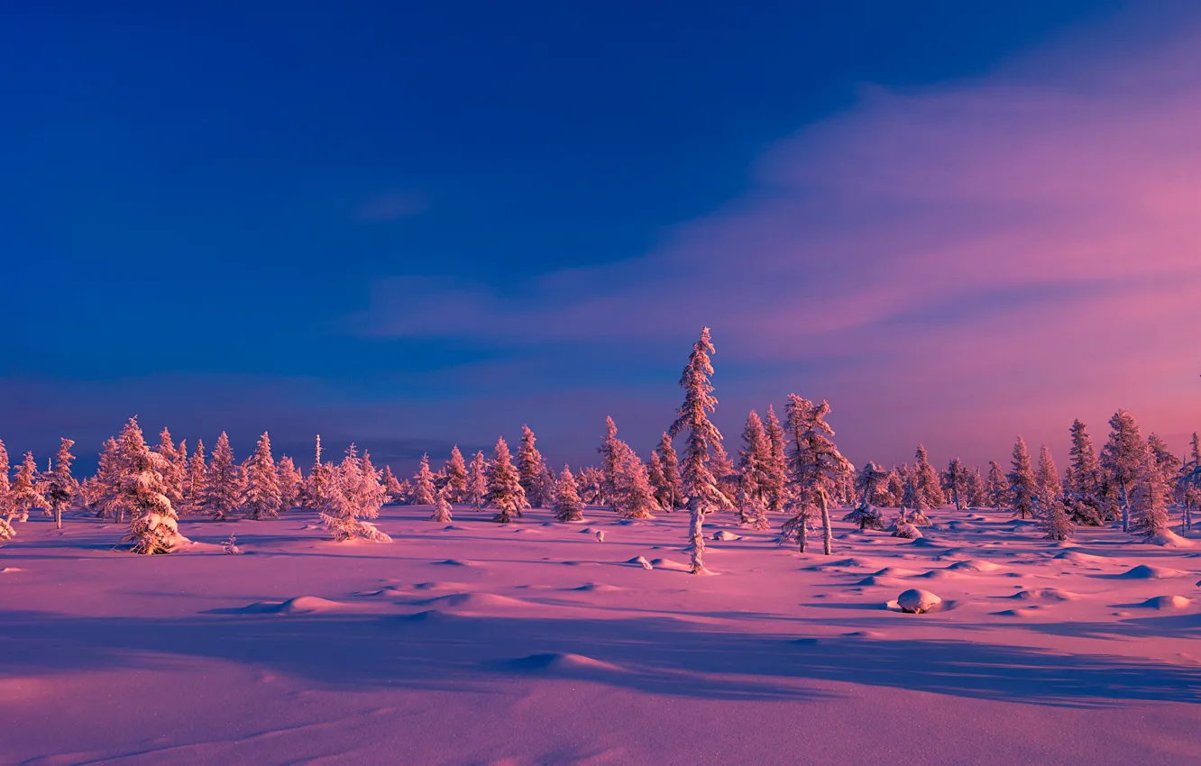Photo wallpaper trees, dawn, winter, snow, the sky, the sun