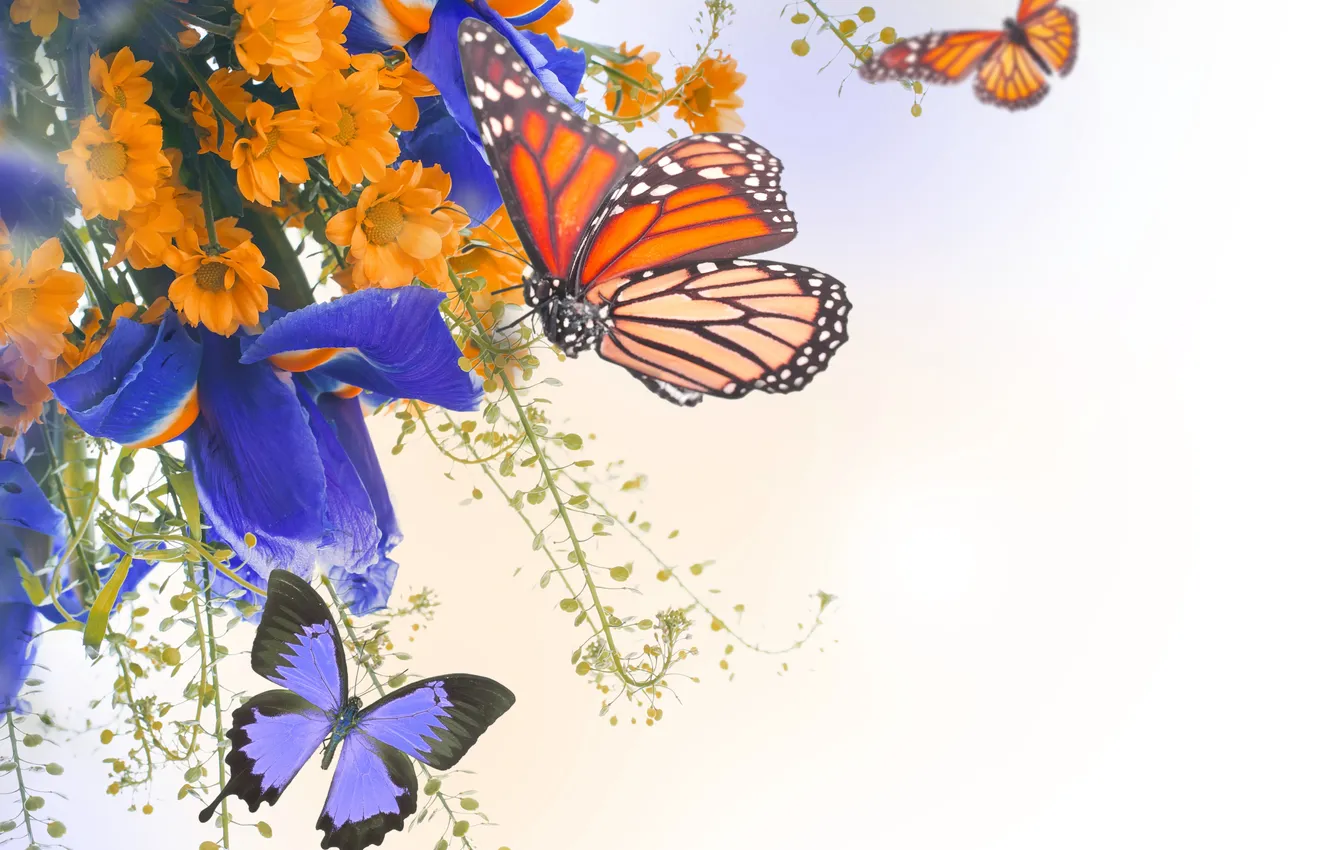 Photo wallpaper butterfly, flowers, chrysanthemum, iris