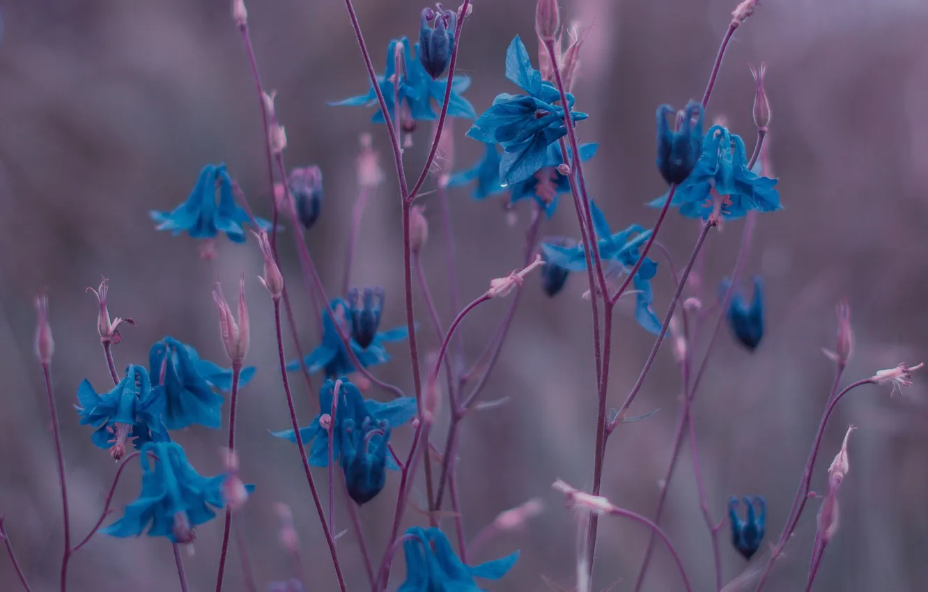 Photo wallpaper macro, flowers, plant, stem