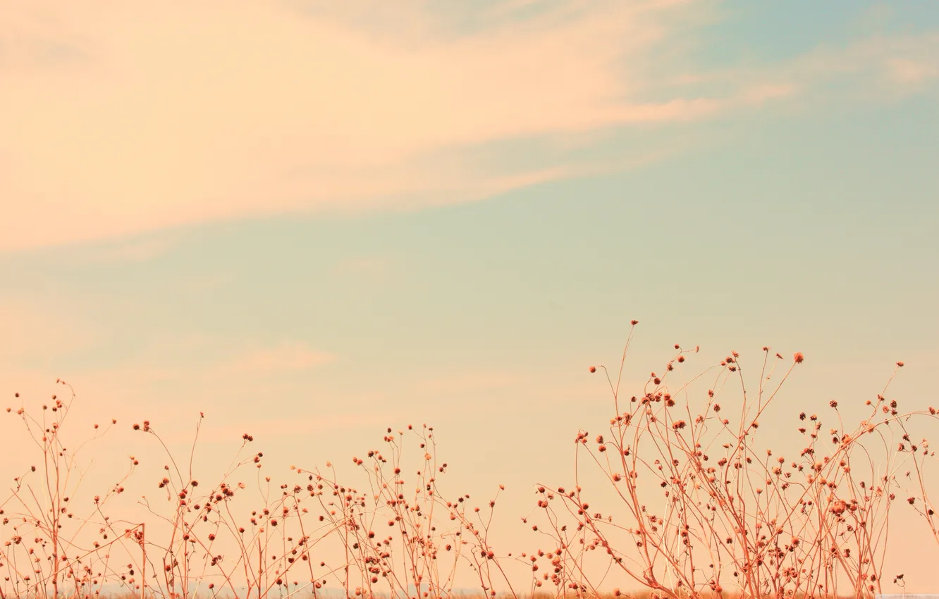 Photo wallpaper the sky, clouds, plant, gently