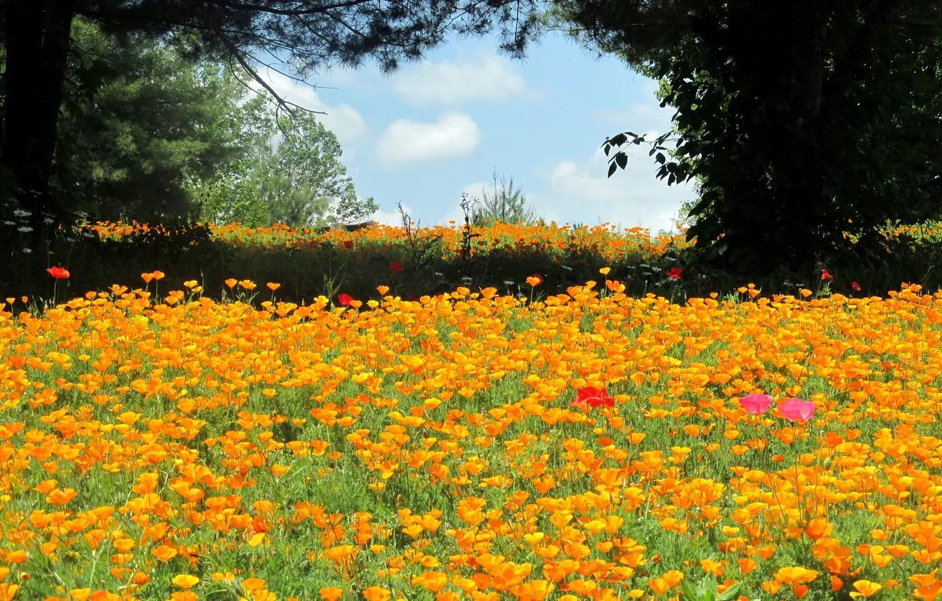 Photo wallpaper trees, landscape, orange, nature, glade, Maki, a lot