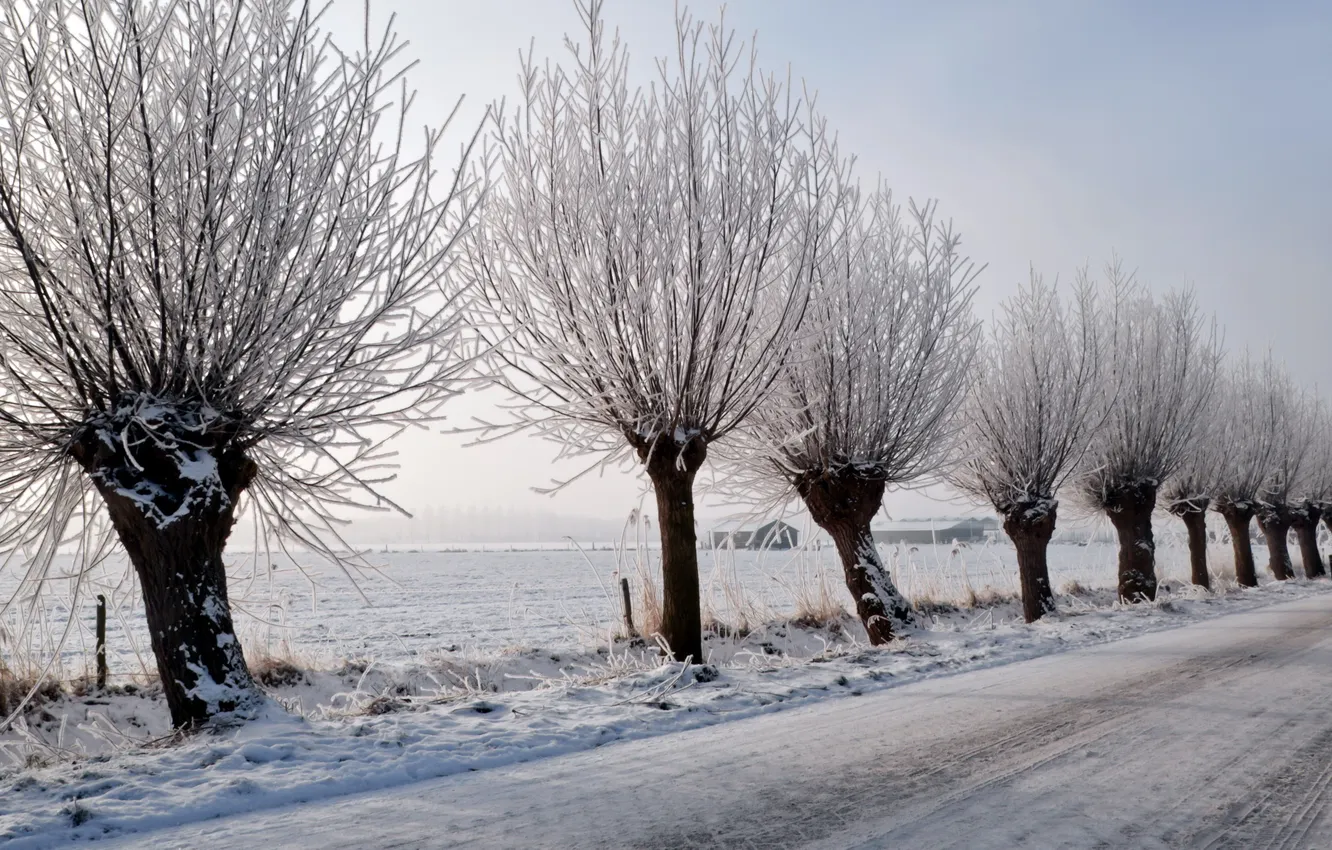 Photo wallpaper winter, road, trees, landscape
