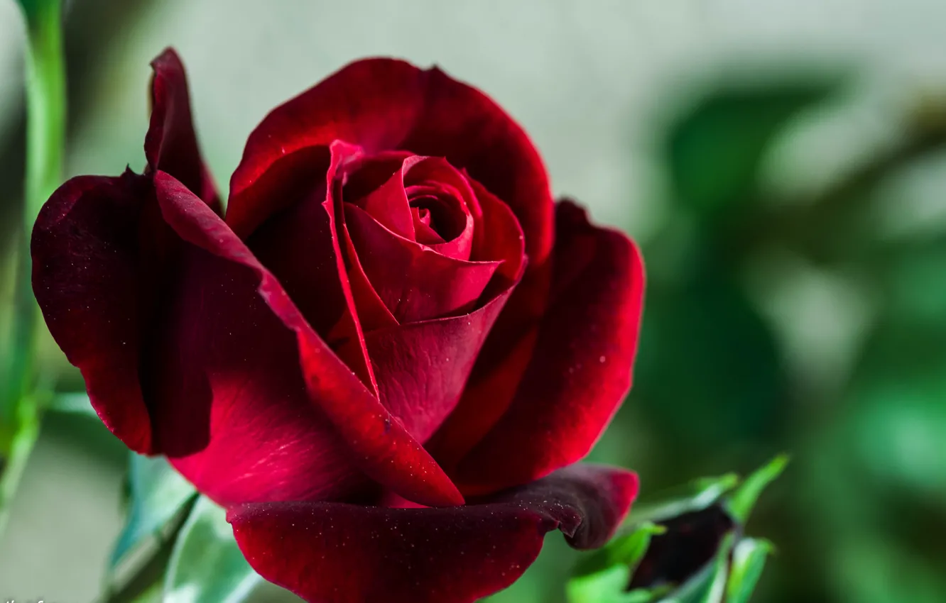 Photo wallpaper roses, blur, Burgundy