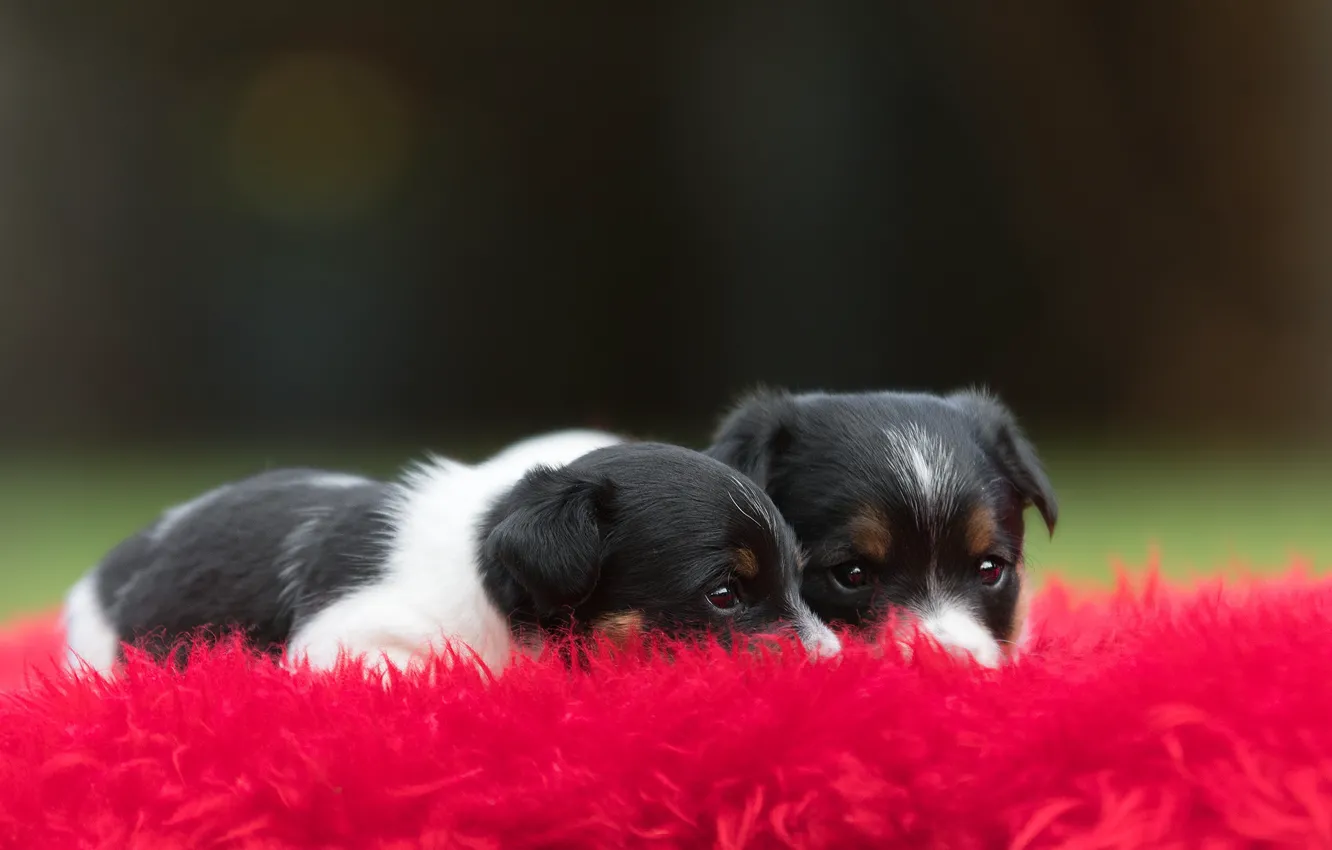 Photo wallpaper look, red, the dark background, two, dog, baby, puppy, lies