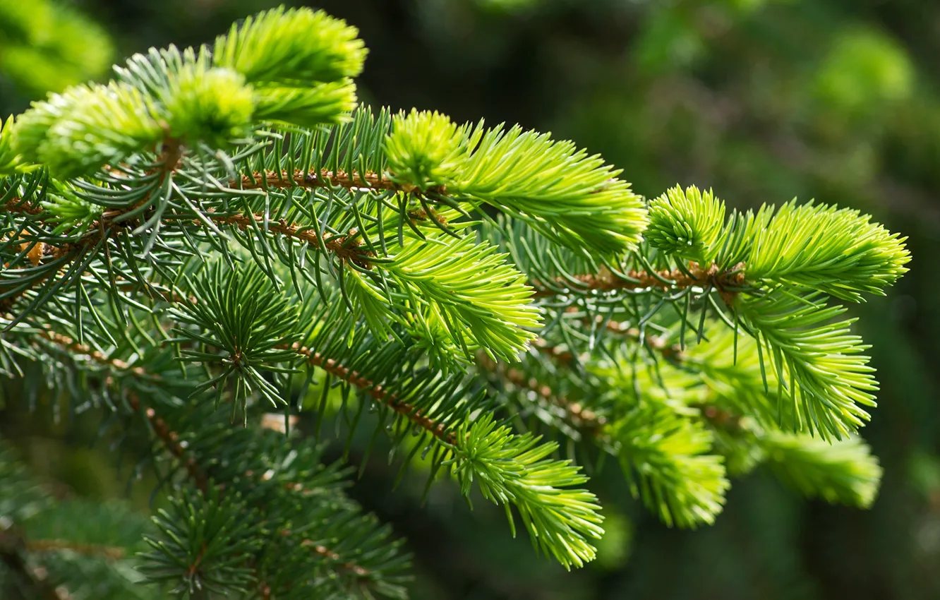 Photo wallpaper macro, branches, green, spruce