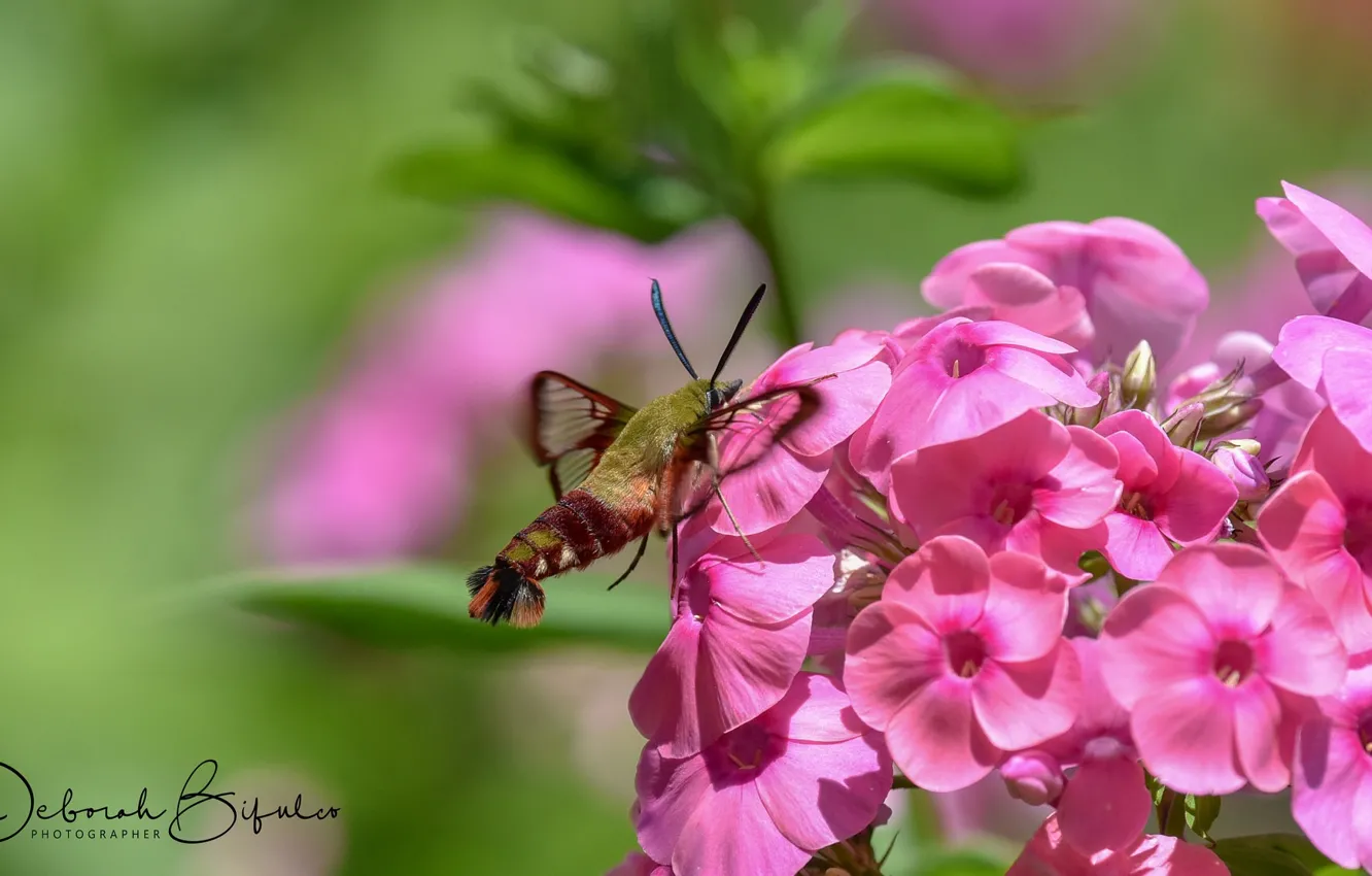 Photo wallpaper macro, flowers, background, insect, moth