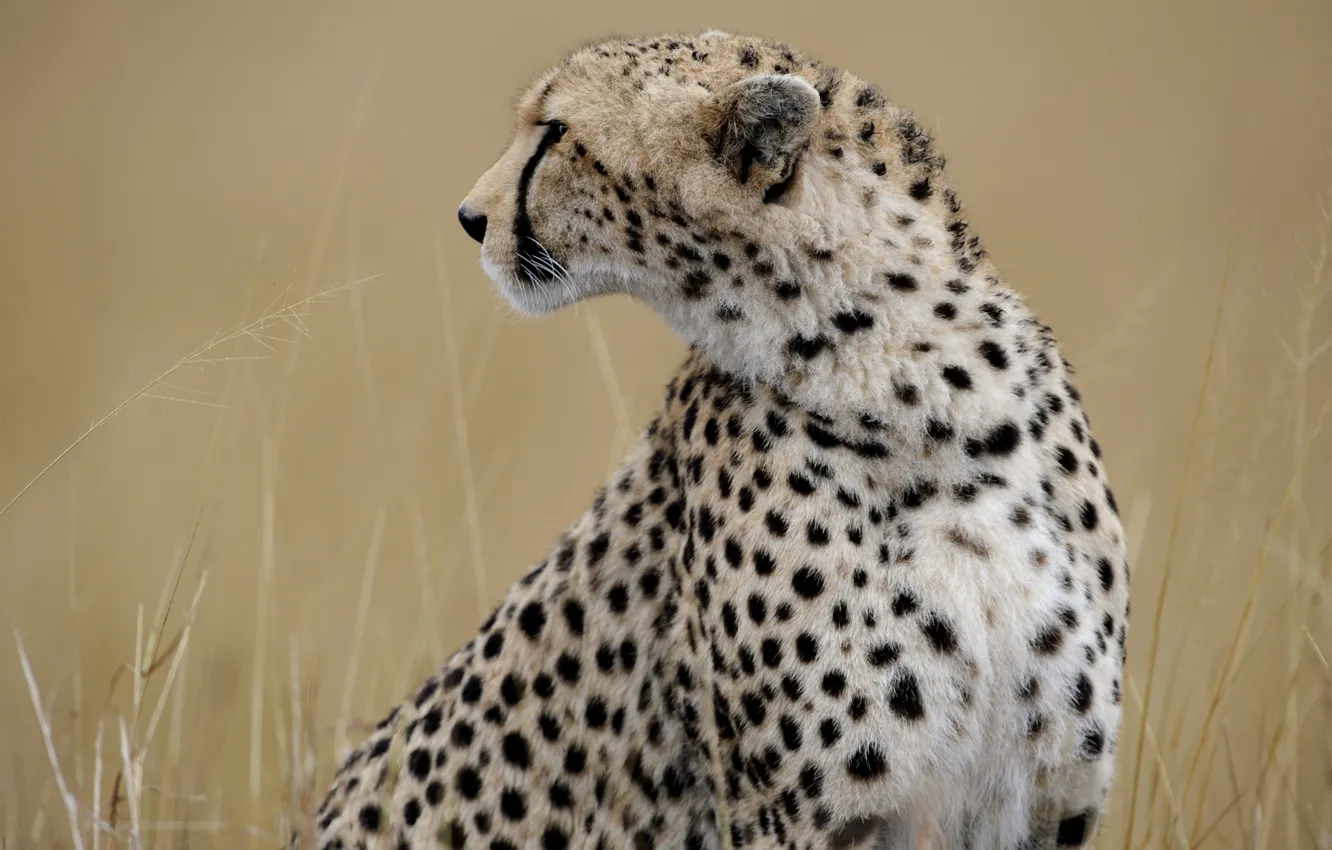 Photo wallpaper grass, face, Cheetah, profile, wild cat