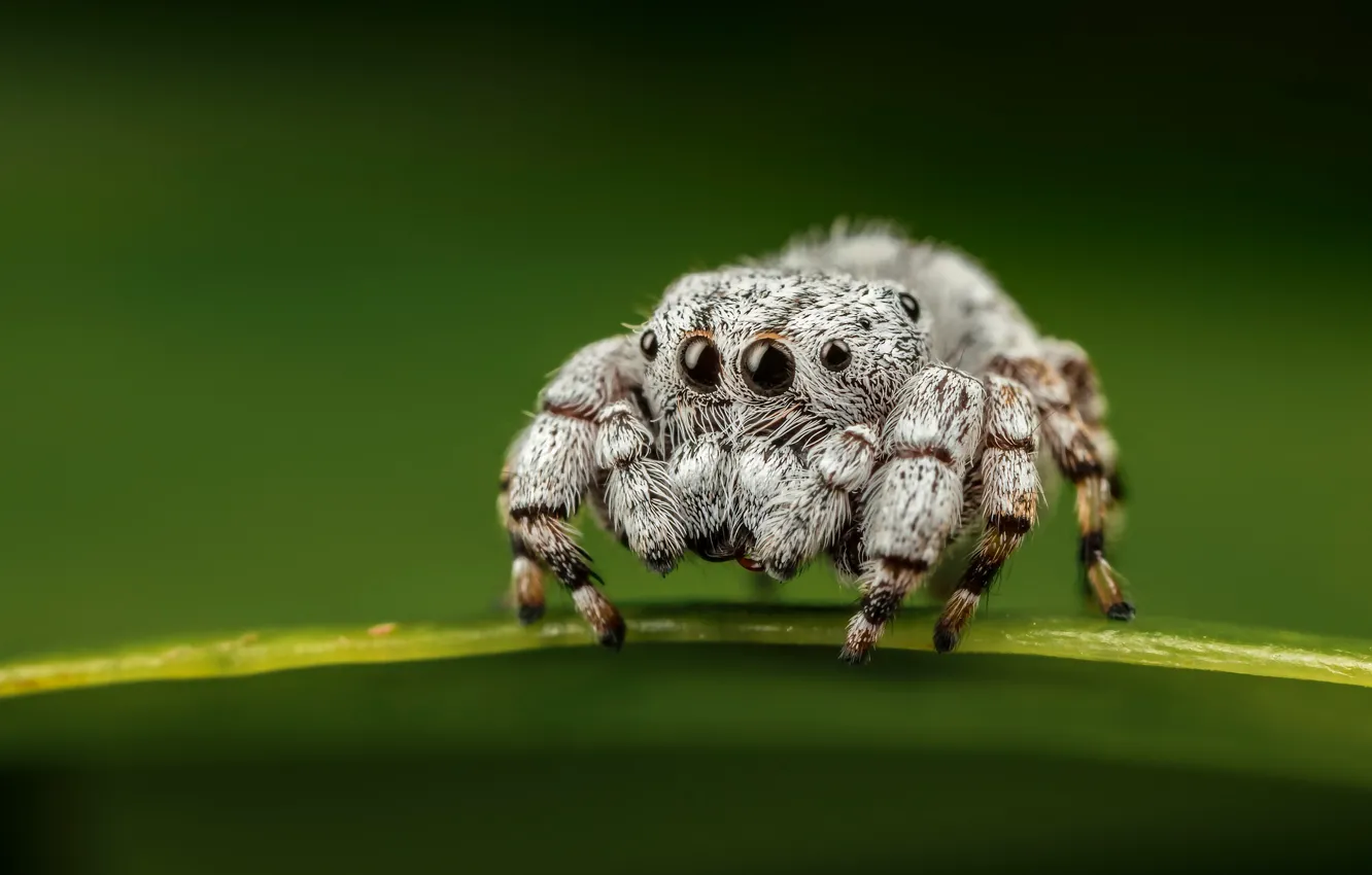 Photo wallpaper white, eyes, macro, pose, green, background, leaf, legs