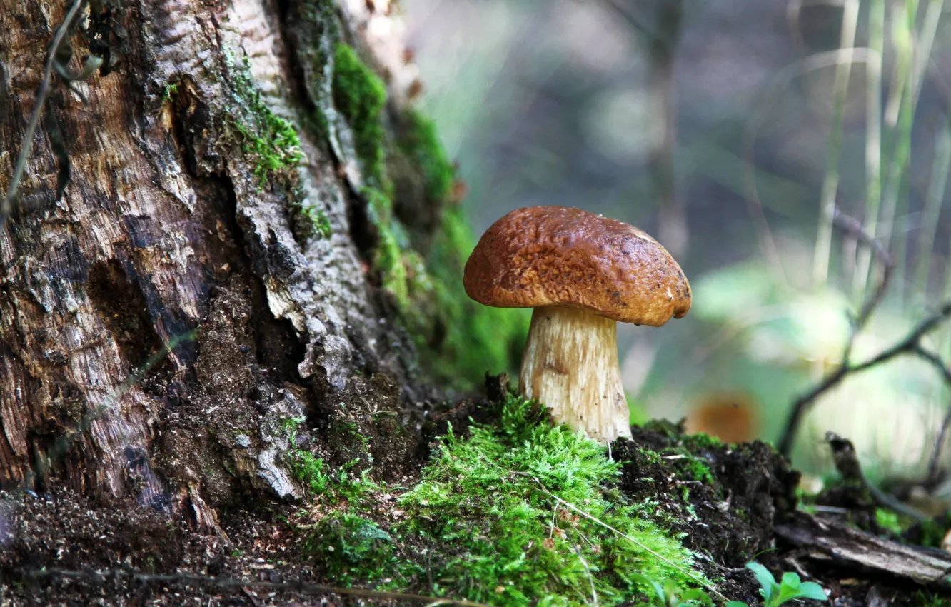 Photo wallpaper forest, summer, nature, mushrooms