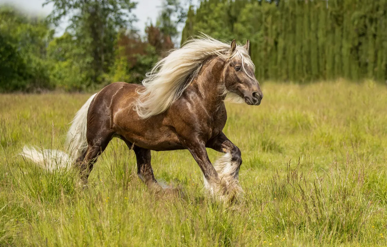 Photo wallpaper field, summer, horse