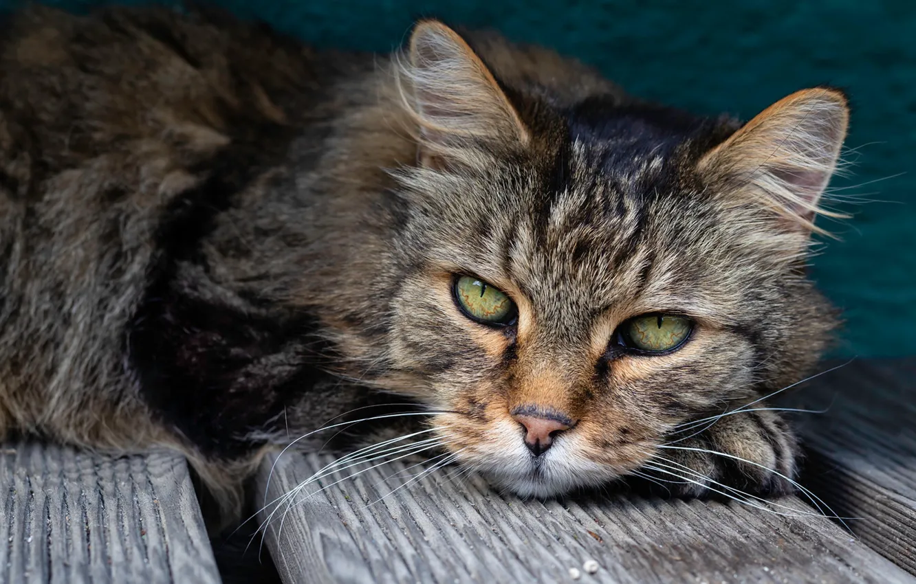 Photo wallpaper cat, cat, look, Board, muzzle, cat