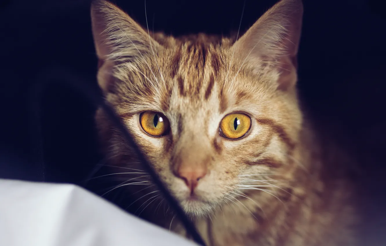 Photo wallpaper cat, eyes, cat, wool, red