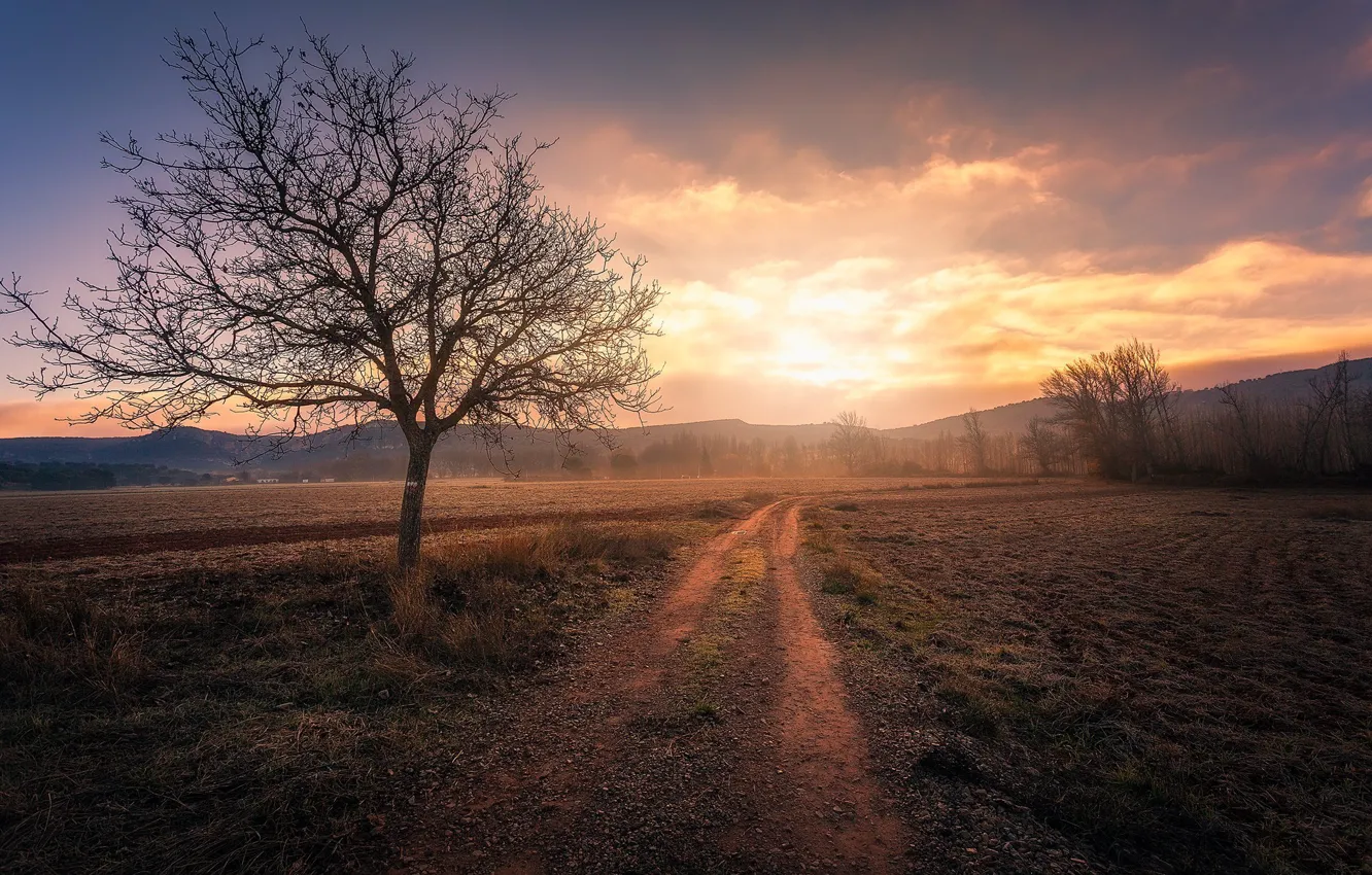 Photo wallpaper road, field, trees, fog, Spain, The Stain
