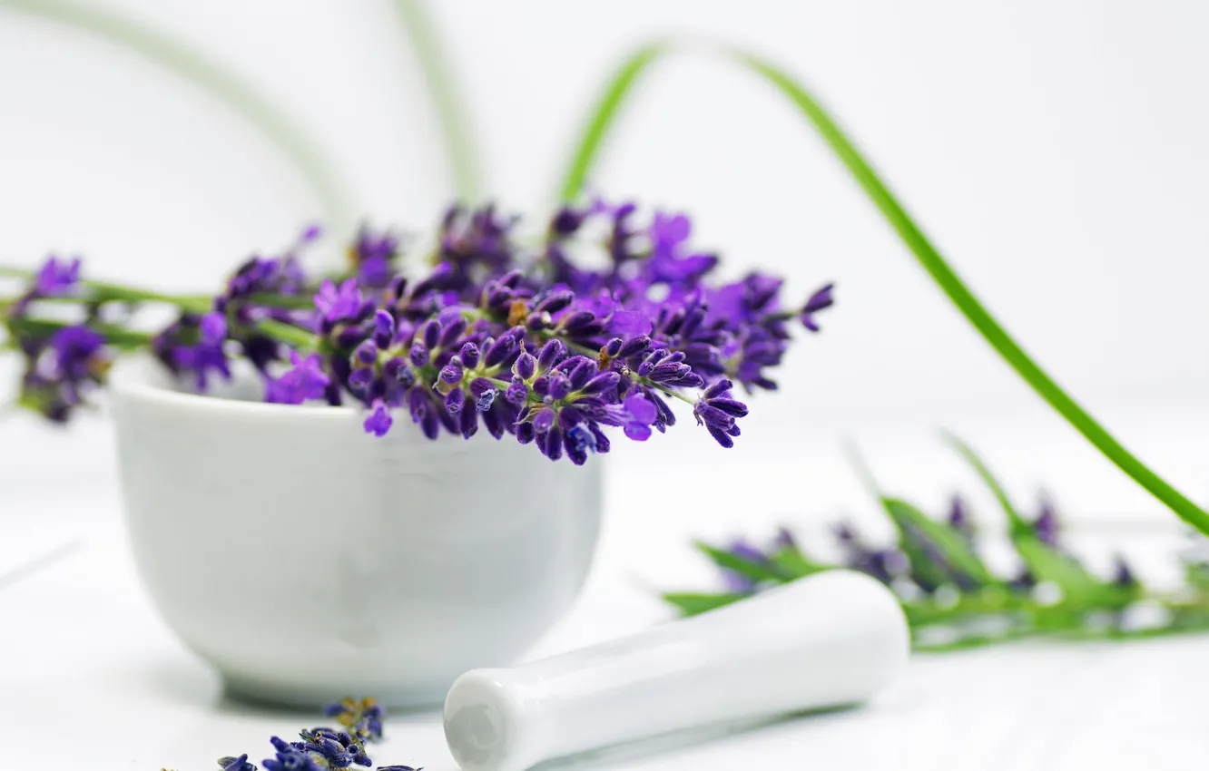 Photo wallpaper flowers, purple, lavender, mortar