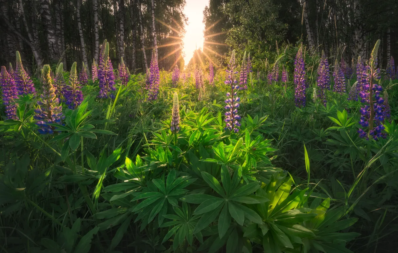 Photo wallpaper the sun, meadow, lupins