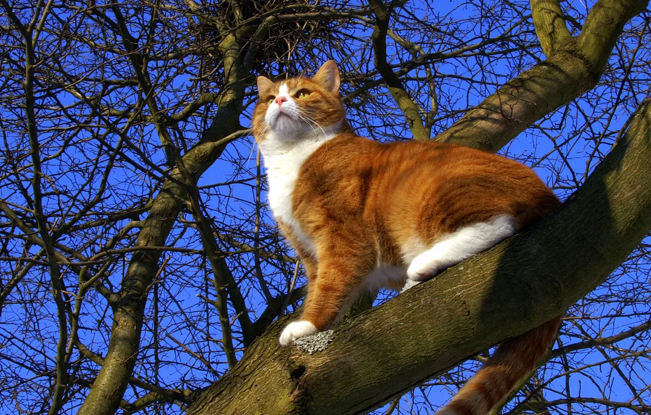 Photo wallpaper cat, the sky, cat, tree, spring, red, pussy, cat