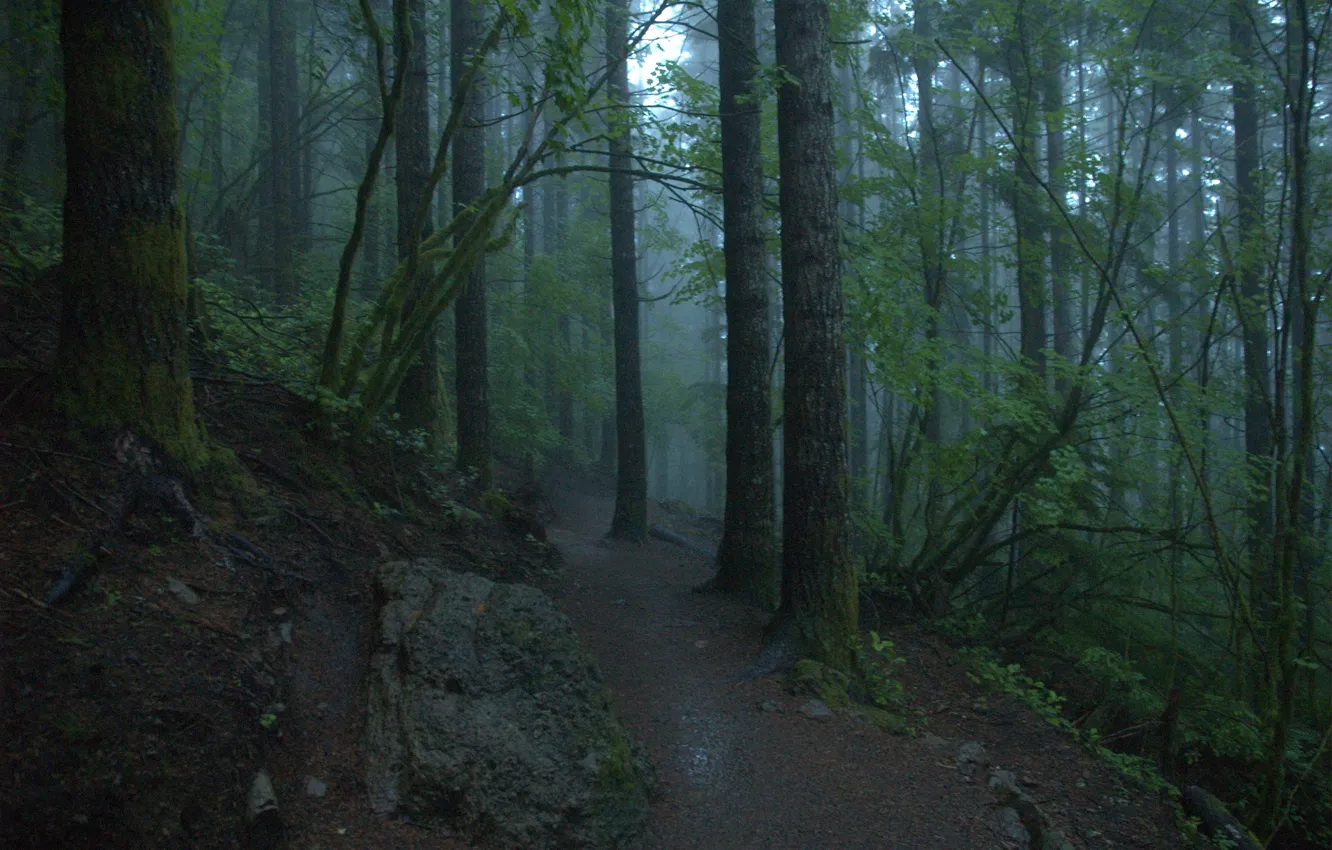 Photo wallpaper forest, trees, nature, fog, United States, path, Washington, North Bend