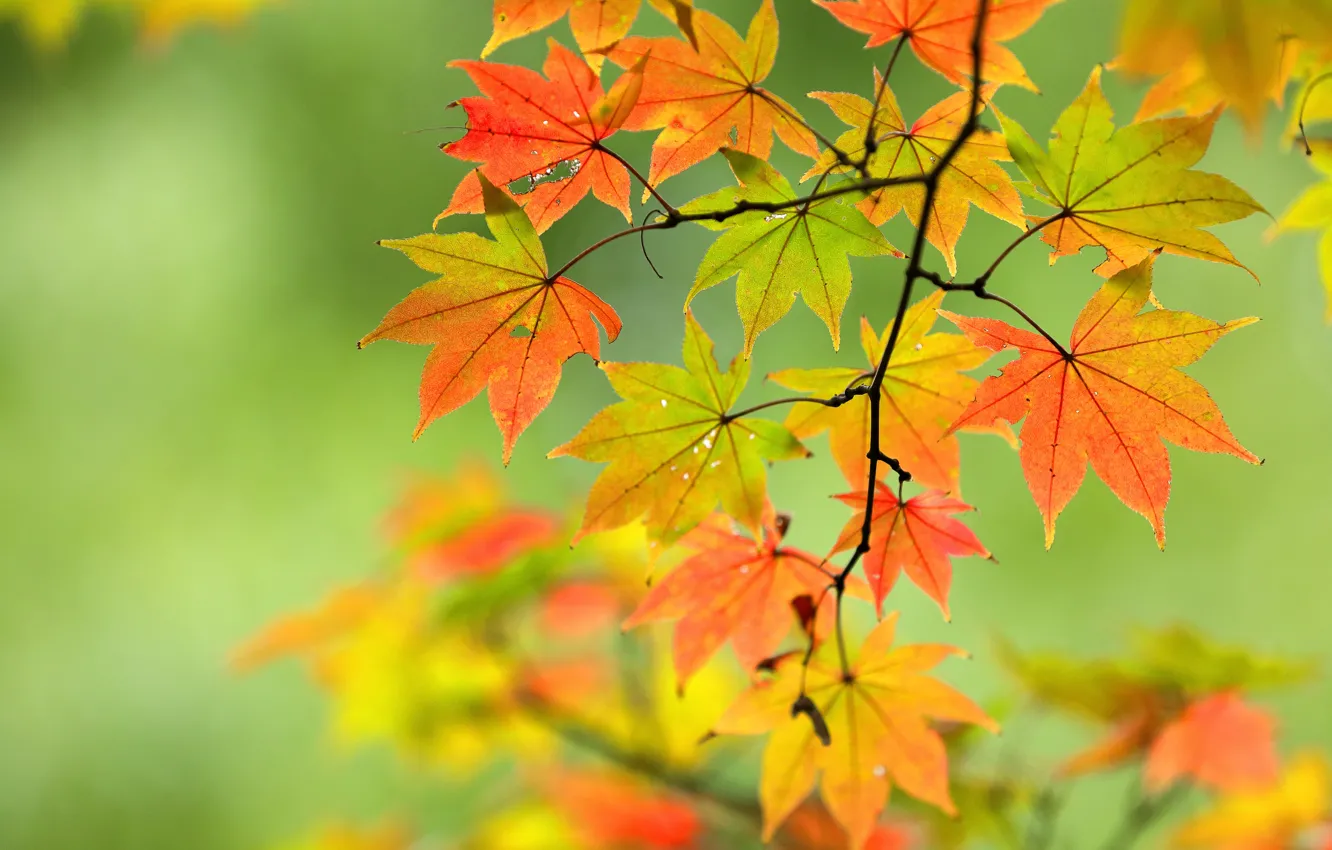 Photo wallpaper autumn, leaves, branch, maple, bokeh