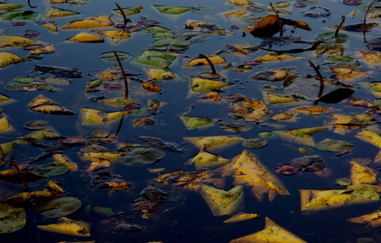 Photo wallpaper autumn, leaves, water, lake, surface, drowned
