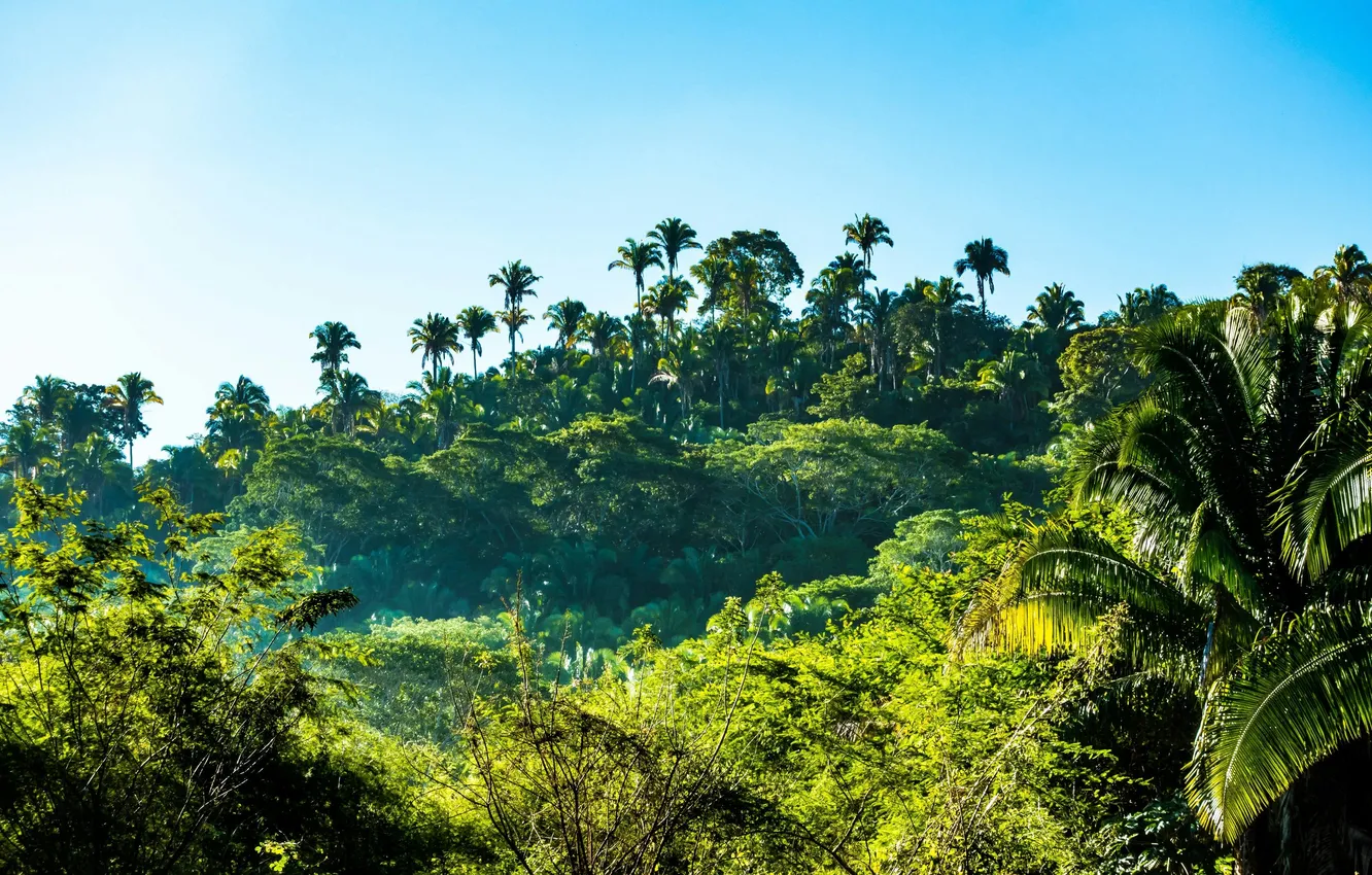 Photo wallpaper the sky, trees, nature, palm trees, plant, jungle, sky, trees