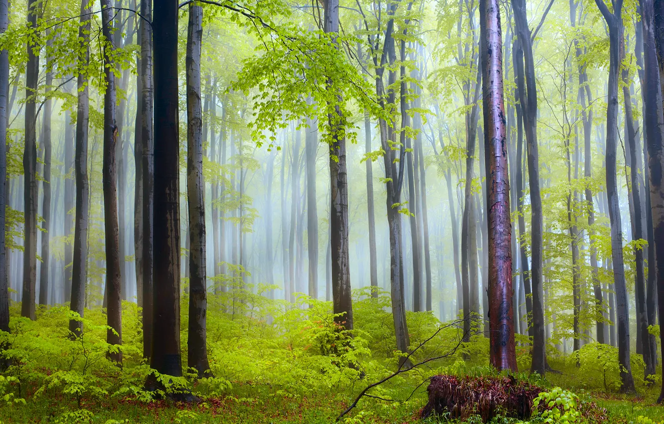 Photo wallpaper forest, nature, morning, haze, rain, after