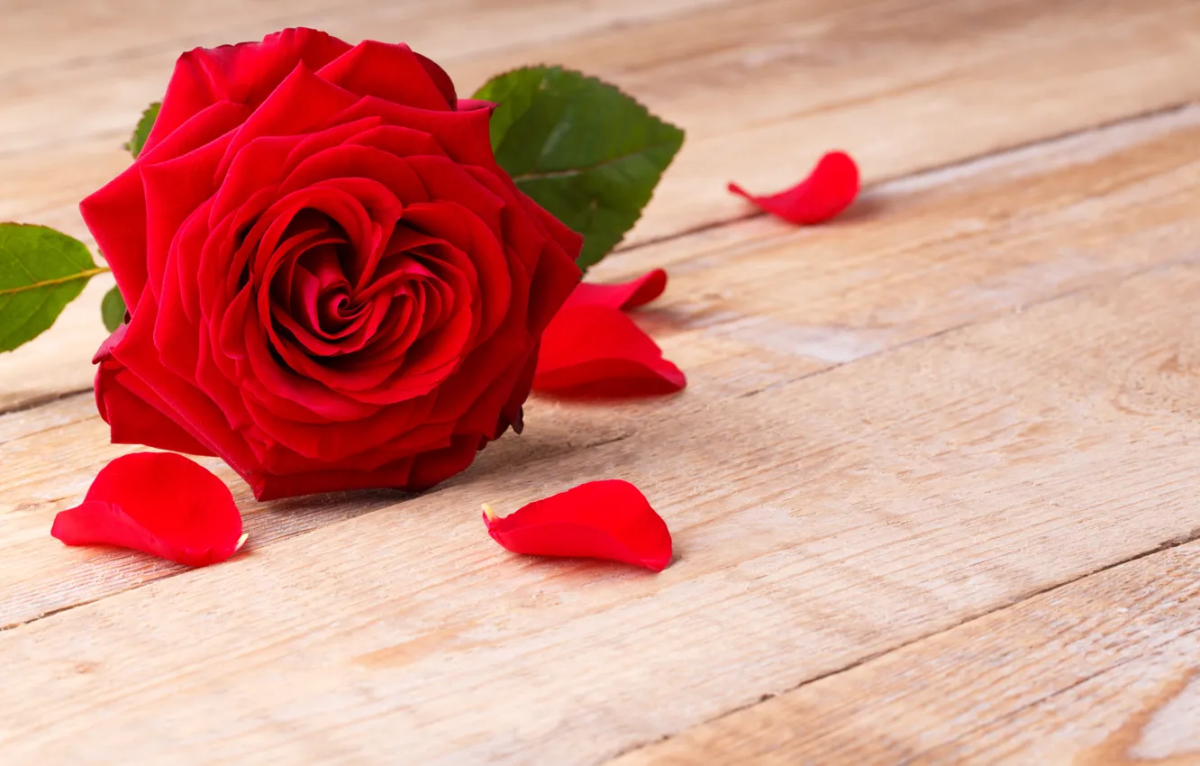 Photo wallpaper roses, petals, red rose, flowers, romantic, roses