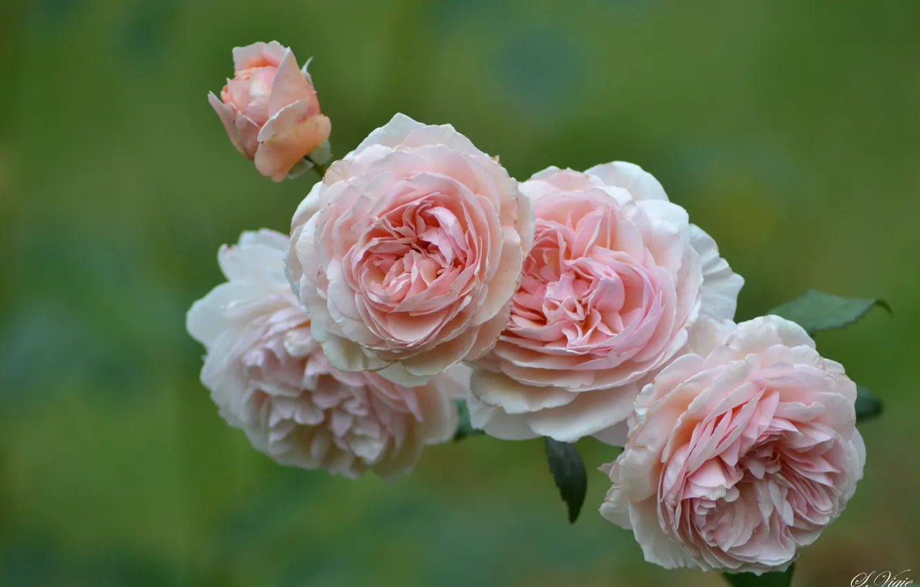 Photo wallpaper roses, petals, buds