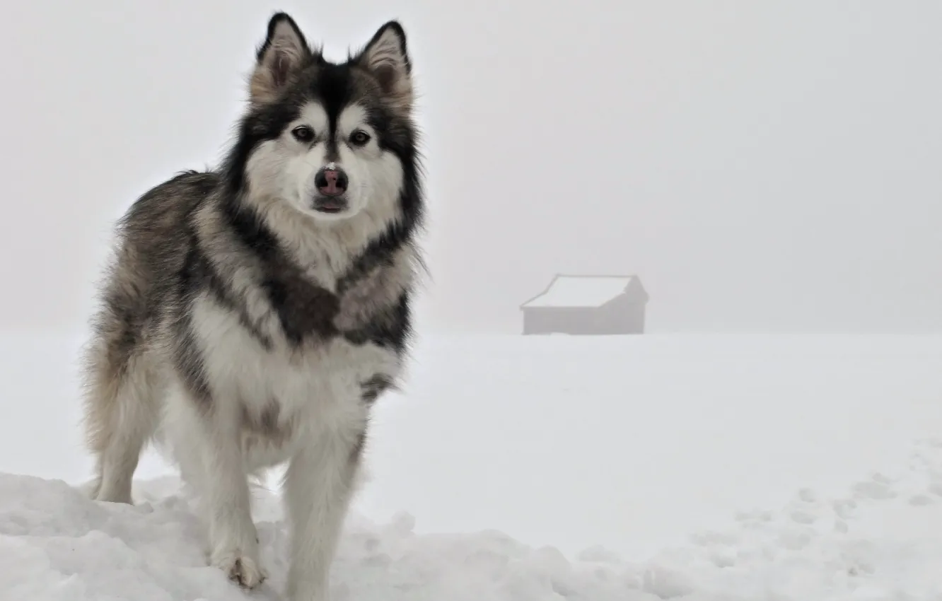 Photo wallpaper look, each, dog