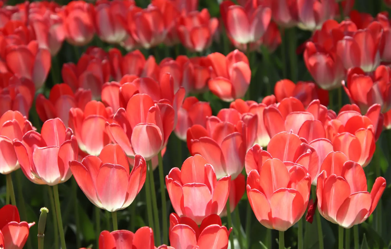 Photo wallpaper tulips, red, a lot