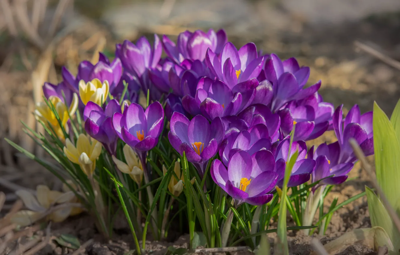 Photo wallpaper flowers, spring, crocuses, clearing, lilac